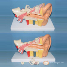 Menschliche mittlere Größe medizinische anatomische Ohr-Modell (R070105)